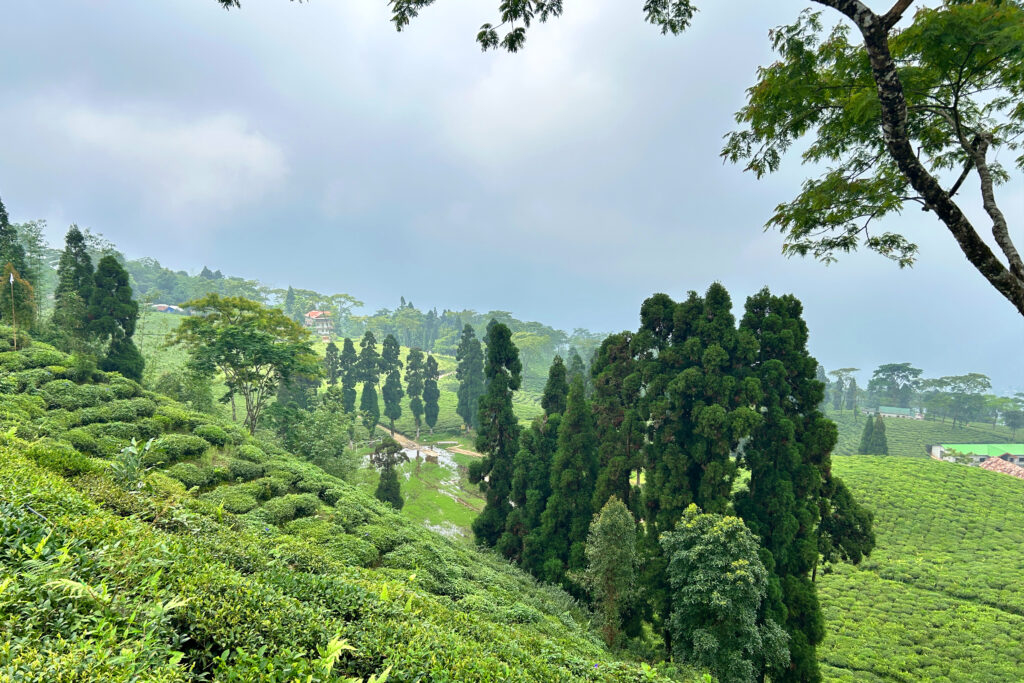 Darjeeling & Takdah Tour