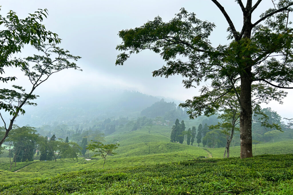 Darjeeling & Takdah Tour