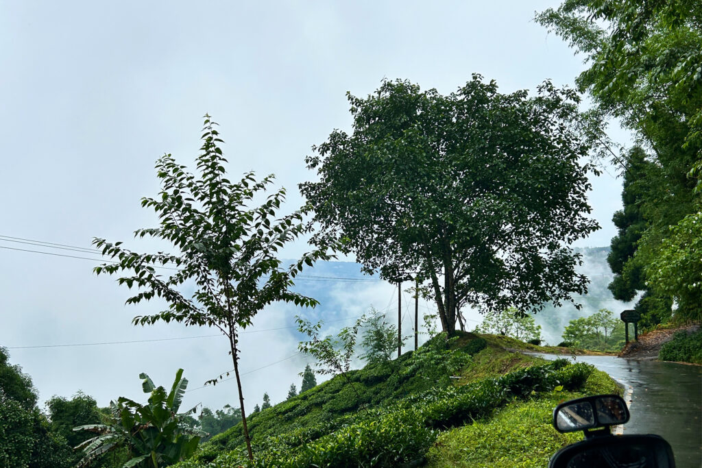 Takdah, Lamahatta & Sittong Tour