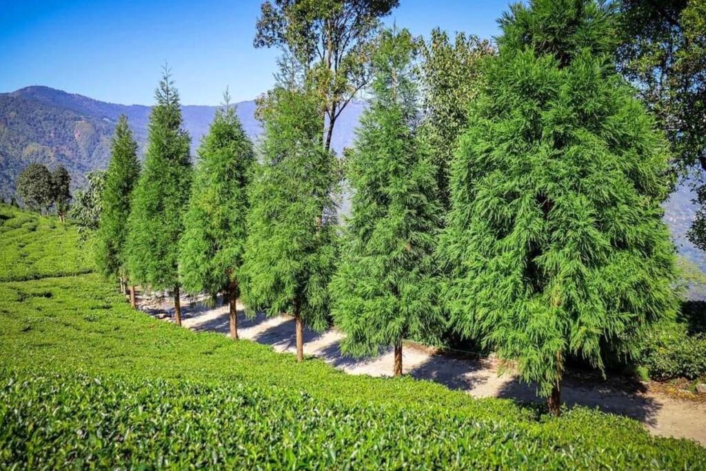 Sittong, Takdah & Gopaldhara Tour