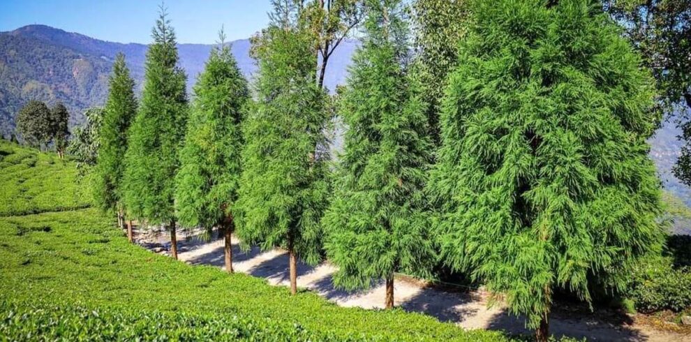 Sittong, Takdah & Gopaldhara Tour