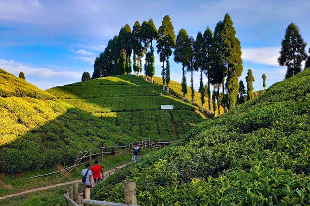 4 Days Darjeeling Tour with Tinchuley & Lamahatta