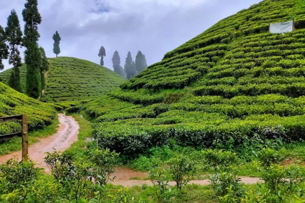 4 Days Darjeeling Tour with Tinchuley & Lamahatta