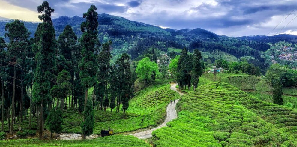 Darjeeling Tour with Tinchuley & Lamahatta
