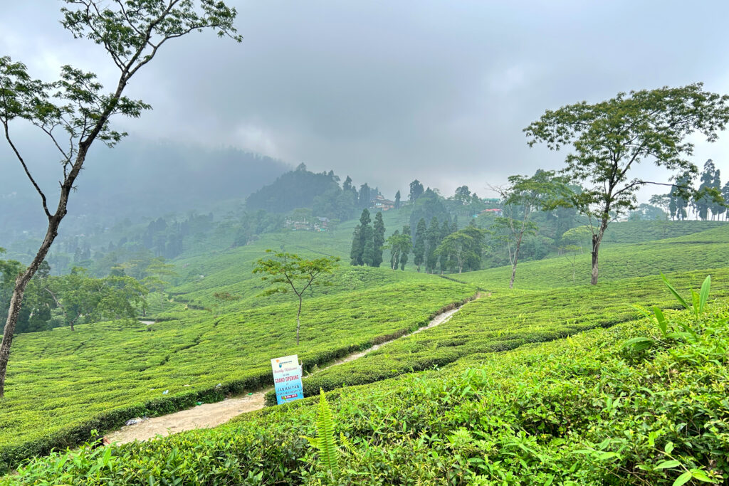 Kurseong to Darjeeling Offbeat Tour