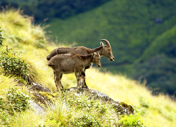 Munnar Customised Tour Package