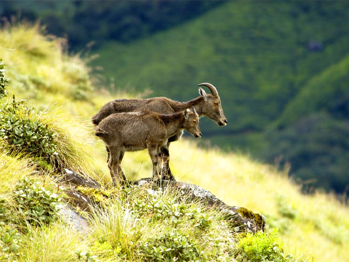 Munnar Customised Tour Package