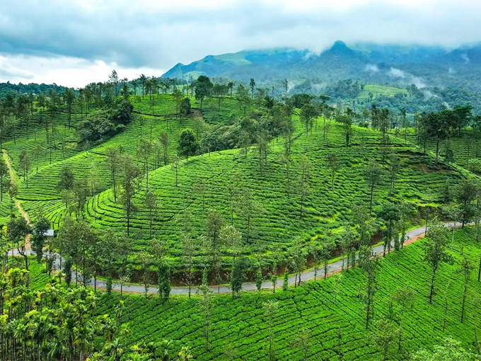 Munnar Customised Tour Package