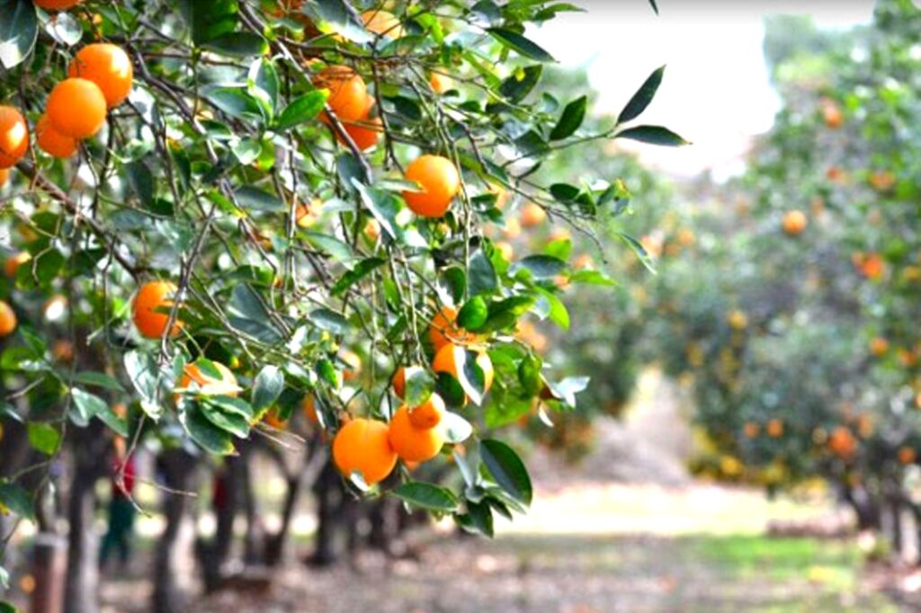 7-Day Kurseong to Darjeeling Hills Tour