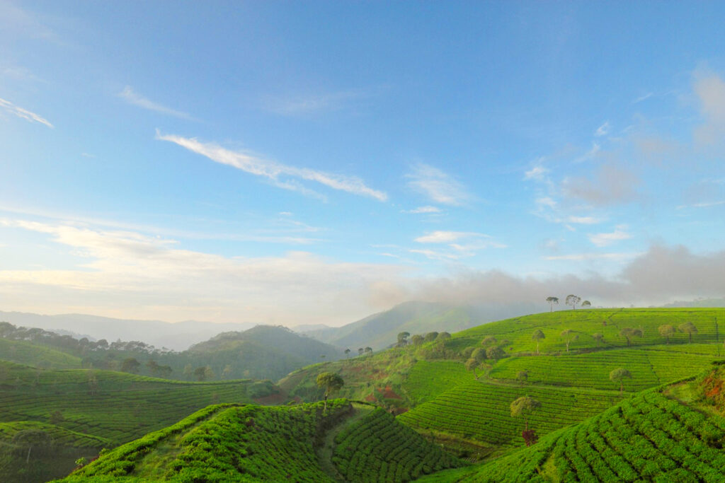 Best Kerala 8-Day Itinerary – Munnar to Kovalam Tour