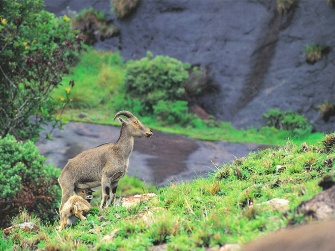 Cochin–Munnar–Alleppey Customised Tour Package